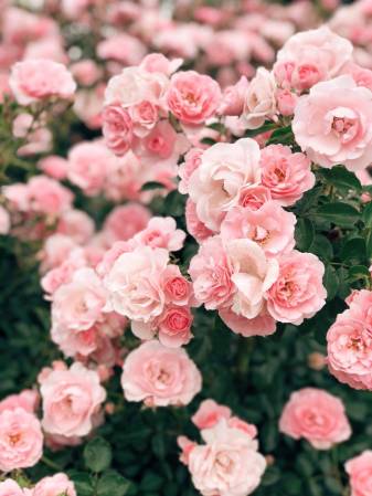 Pink Aesthetic Flowers Phone image free Wallpapers