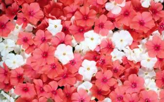 Cute floral Pink Wallpaper hd Desktop free