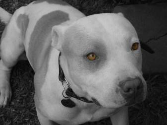 Pit Bull dog Picture Wallpapers