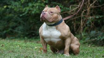 Pit Bulls Wallpapers and Background Pictures