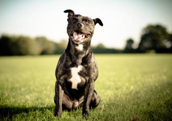 Pit Bull Background images high Resulation