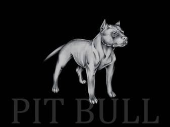 Pit Bulls Desktop free Wallpapers