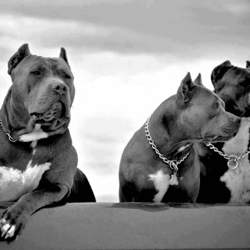 Awesome Black Pit Bulls full hd Wallpapers
