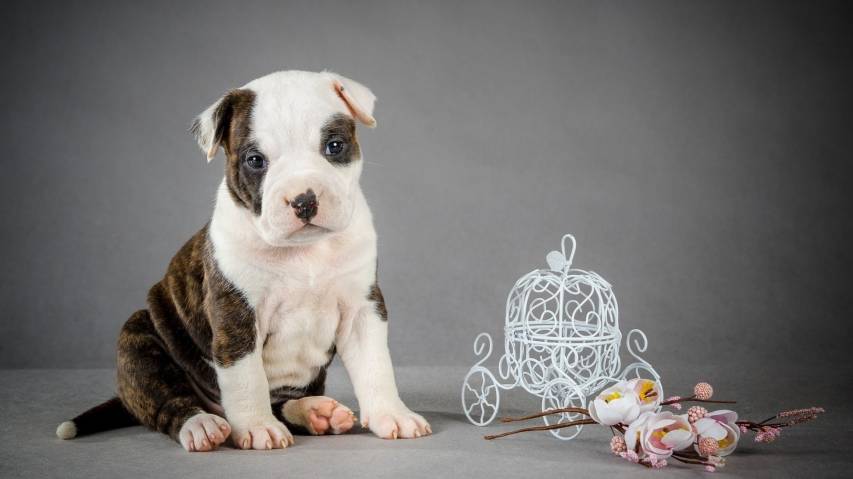 Puppies  Cute Pit Bulls Wallpapers 1920x1080