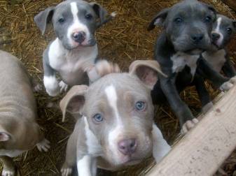 High, Dog, Pitbull, Puppies, Terrier, Puppy, Animal cute Picture