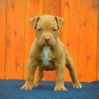 Awesome Pitbull Puppy Cute Wallpaper