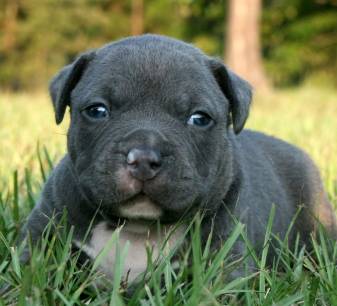 Cute Black Pitbull Puppy Animal Wallpaper hd