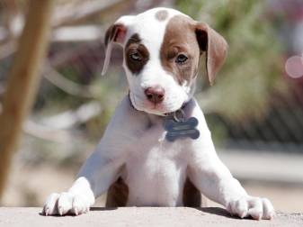 Animal Pitbull Puppy Background for Pc