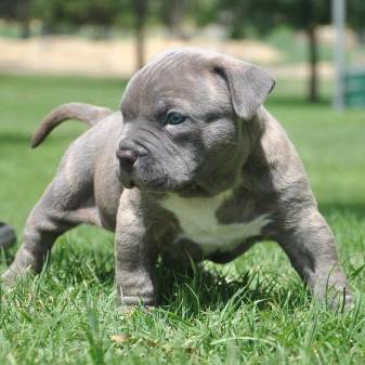 Cute, Pitbull, Baby, Puppy, Animal, image, Puppies