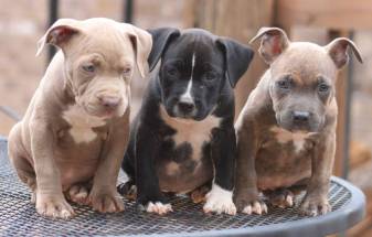 Amazing Pitbull Puppies Wallpaper, Dogs, Puppy, Animals