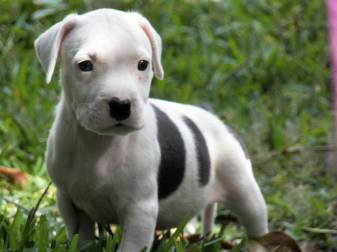 White Pitbull Puppies, Dog, Puppy, Animal