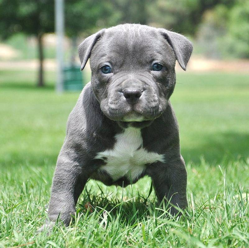 Cute Baby Pitbull image, Puppy, Puppies