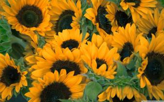 Pretty Aesthetic Sunflowers Background images