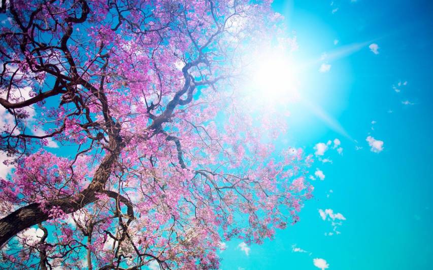 Pretty Spring and Sunlight Background