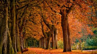 Fall Forest image free download Wallpapers