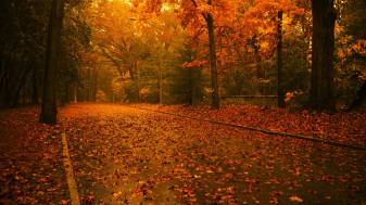 Sunlight, forest, Fall desktop Backgrounds