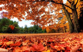 Fall Landscape hd Desktop Backgrounds Picture