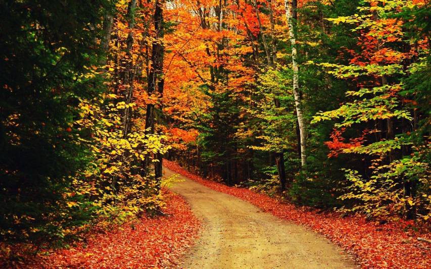 Fall Forest Landscape images