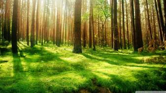 Pretty Forest Landscape Wallpapers free image