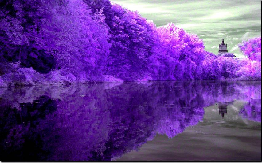 Purple Trees Landscape Wallpapers