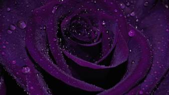 4k hd Purple Rose free Wallpaper