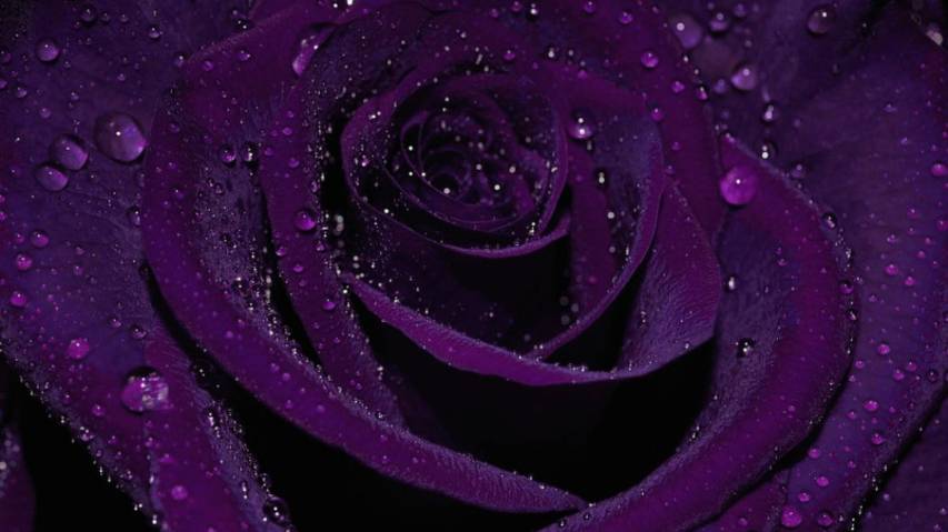 4k hd Purple Rose free Wallpaper