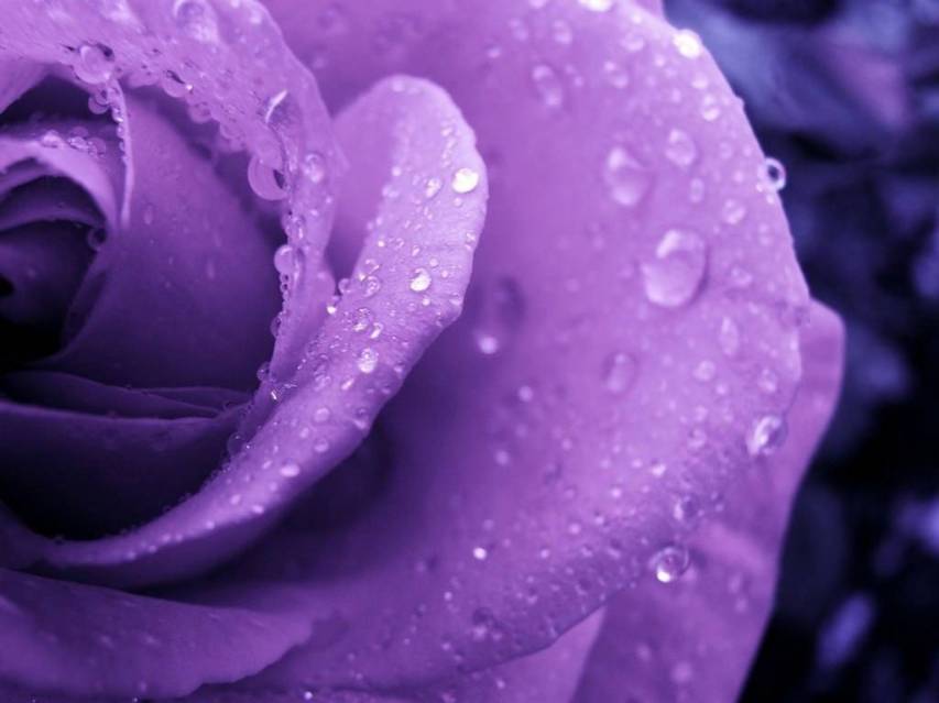 Purple Rose Wallpaper image
