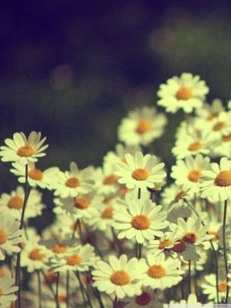 Retro, Vintage, Aesthetic Daisy Phone Picture Backgrounds