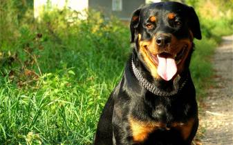 Awesome Rottweiler hd Desktop free Wallpapers