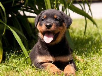 Awesome Cute Baby Rottweiler Wallpapers