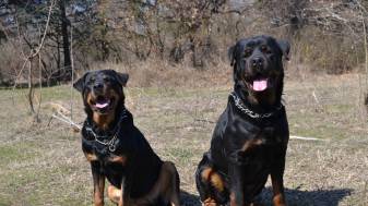Dogs, Hd Rottweiler 1080p Wallpapers