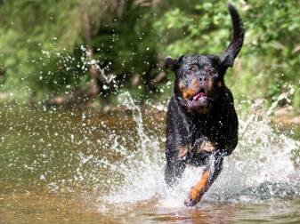 Dog, Animal, Rottweiler picture Wallpapers