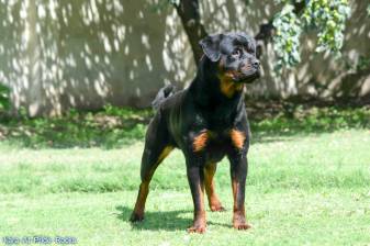 Rottweiler beautiful Picture Backgrounds