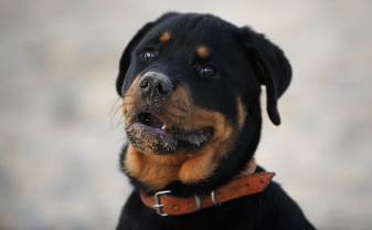 4k hd Wallpapers of Rottweiler image high Size