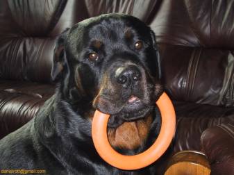 Rottweiler Picture Wallpapers