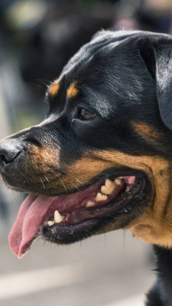 Free Pictures of Rottweiler Wallpapers for iPhone