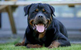 Cool free Pictures of Rottweiler hd Backgrounds