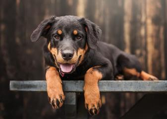Funny Baby Rottweiler hd image Wallpapers