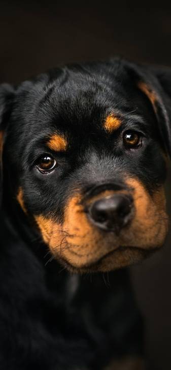 Puppy, Baby, Cute Rottweiler iPhone xs max Wallpapers