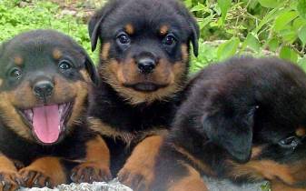 Cute Rottweiler free image Wallpapers