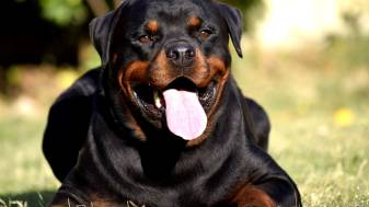 Rottweiler dogs 1080p Wallpapers and Background images