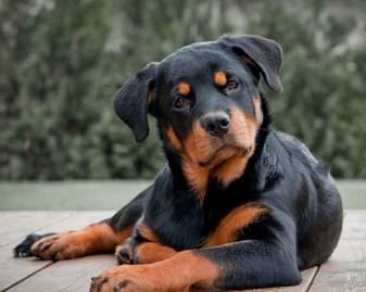 Animals, Dog, Beautiful Rottweiler Background Wallpapers
