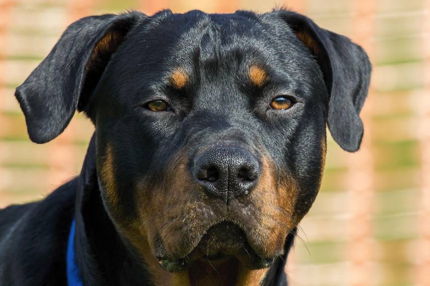 Wonderful Rottweiler dogs hd Picture Wallpapers