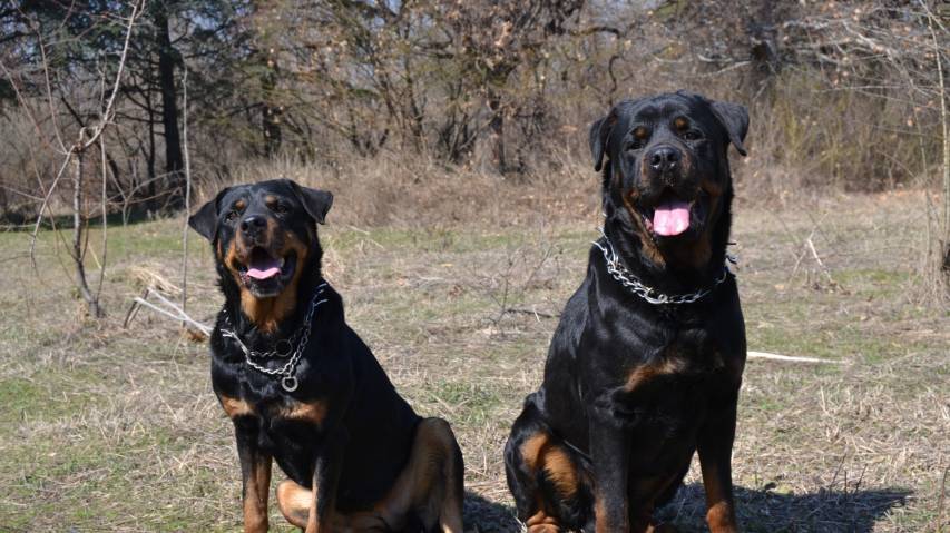 Dogs, Hd Rottweiler 1080p Wallpapers