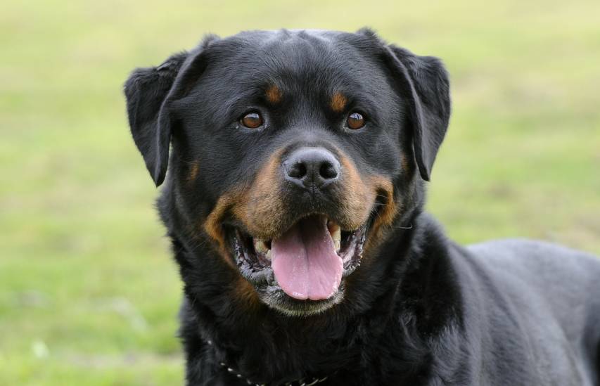 Beautiful Rottweiler Wallpapers and Background
