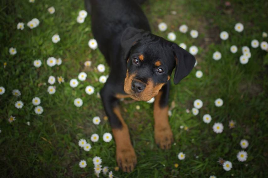 Cute Rottweiler Wallpapers hd Background image