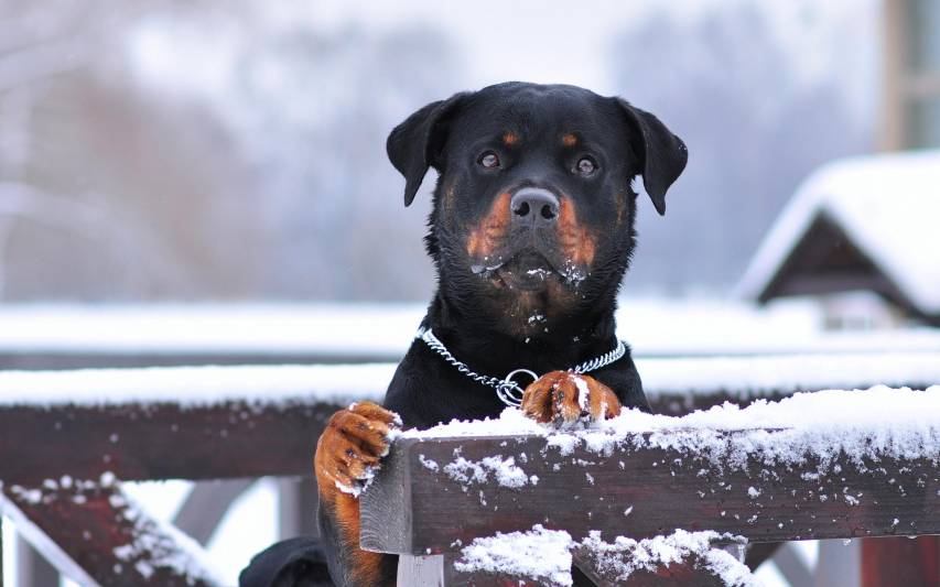 Cool Rottweiler Wallpapers free download image