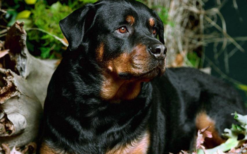 Best Background of Rottweiler Wallpapers