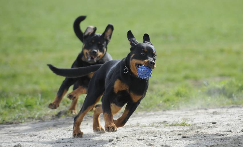 Rottweiler free download Backgrounds