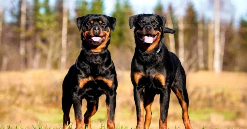 Animals, dogs, Rottweiler image hd Wallpapers